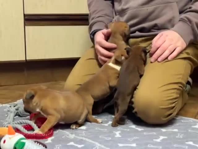Staffordshire Bull Terrier dogs for sale: 7 Red Staffordshire Bull Terrier pups  - Video 1