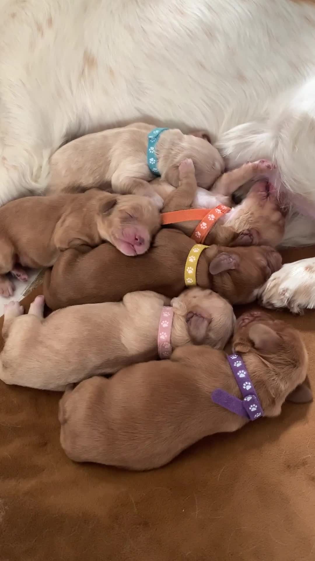 Cockapoo dogs for sale: Cockapoo puppies ready now!!! - Video 2