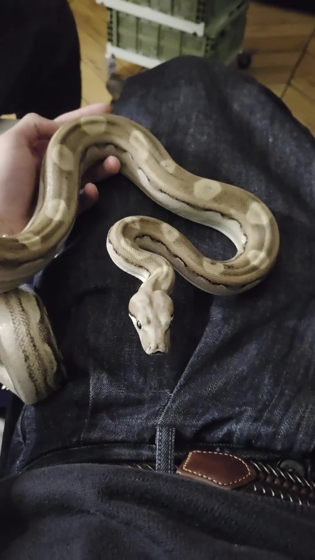 Boa Snake reptiles for sale: Dwarf Jungle Monty Boa Constrictor - Video 2