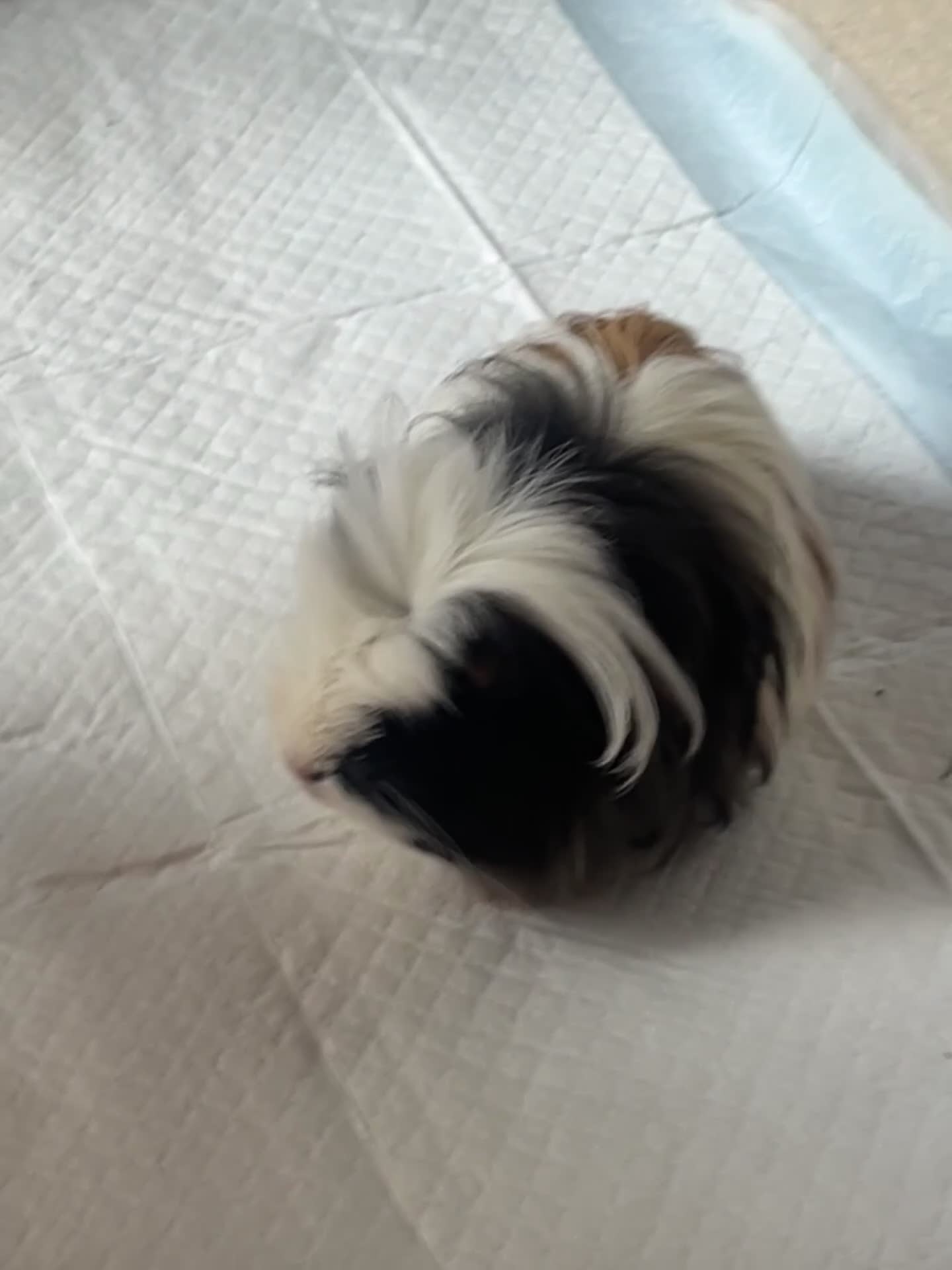 Guinea Pig rodents for sale: Baby girl tri-colour guinea pig  - Video 1
