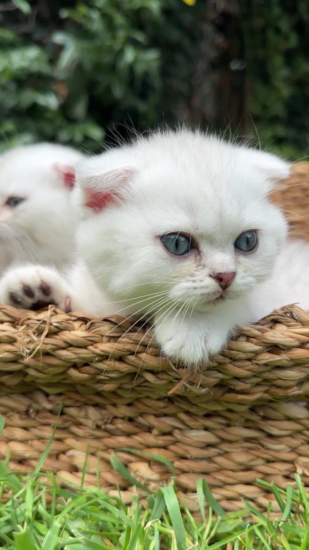 Scottish Fold cats for sale: Rare White Scottish Fold Kittens With Blue Eyes🩵 - Video 1