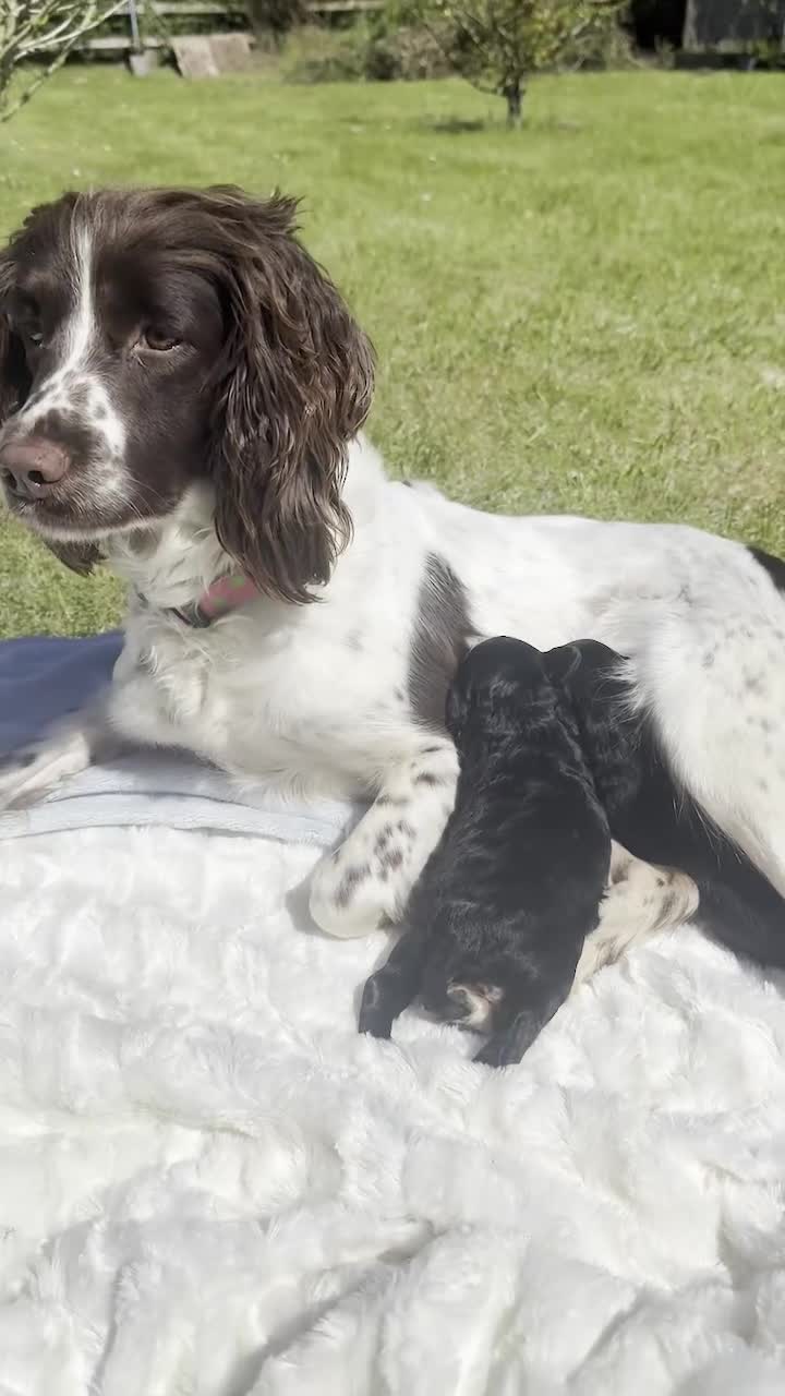 Sproodle dogs for sale: ADORABLE SPROODLE PUPPIES - Video 1