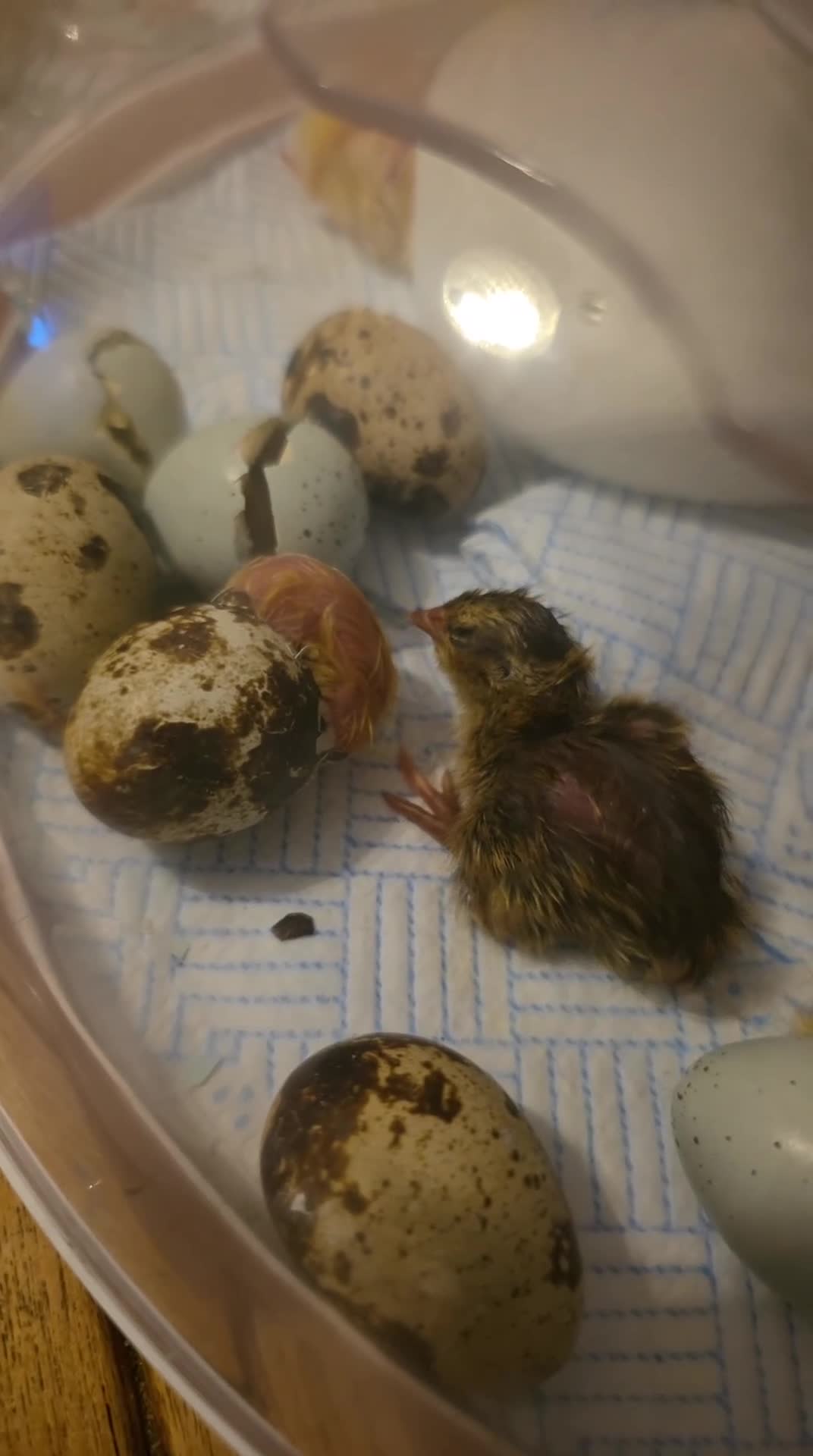 Quail poultry for sale: Male quail in Poole - Video 1