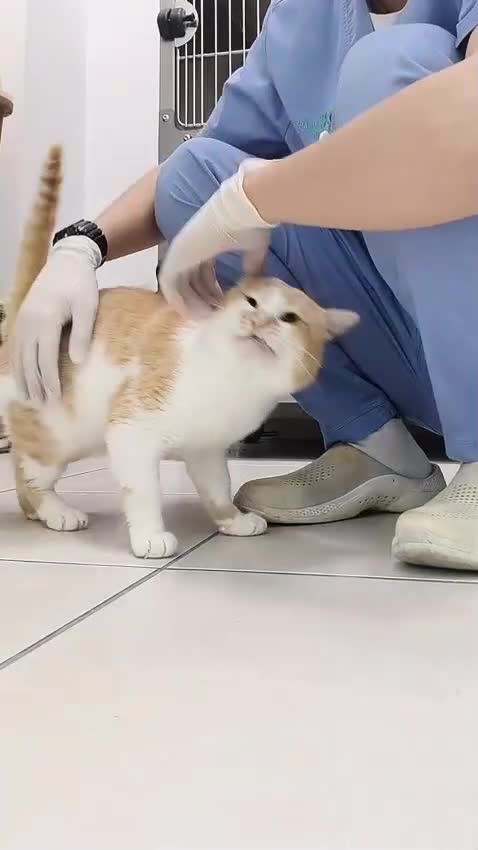 Mixed Breed cats for adoption: [Indoors Only] Tweety! Teddy loving bear  - Video 1