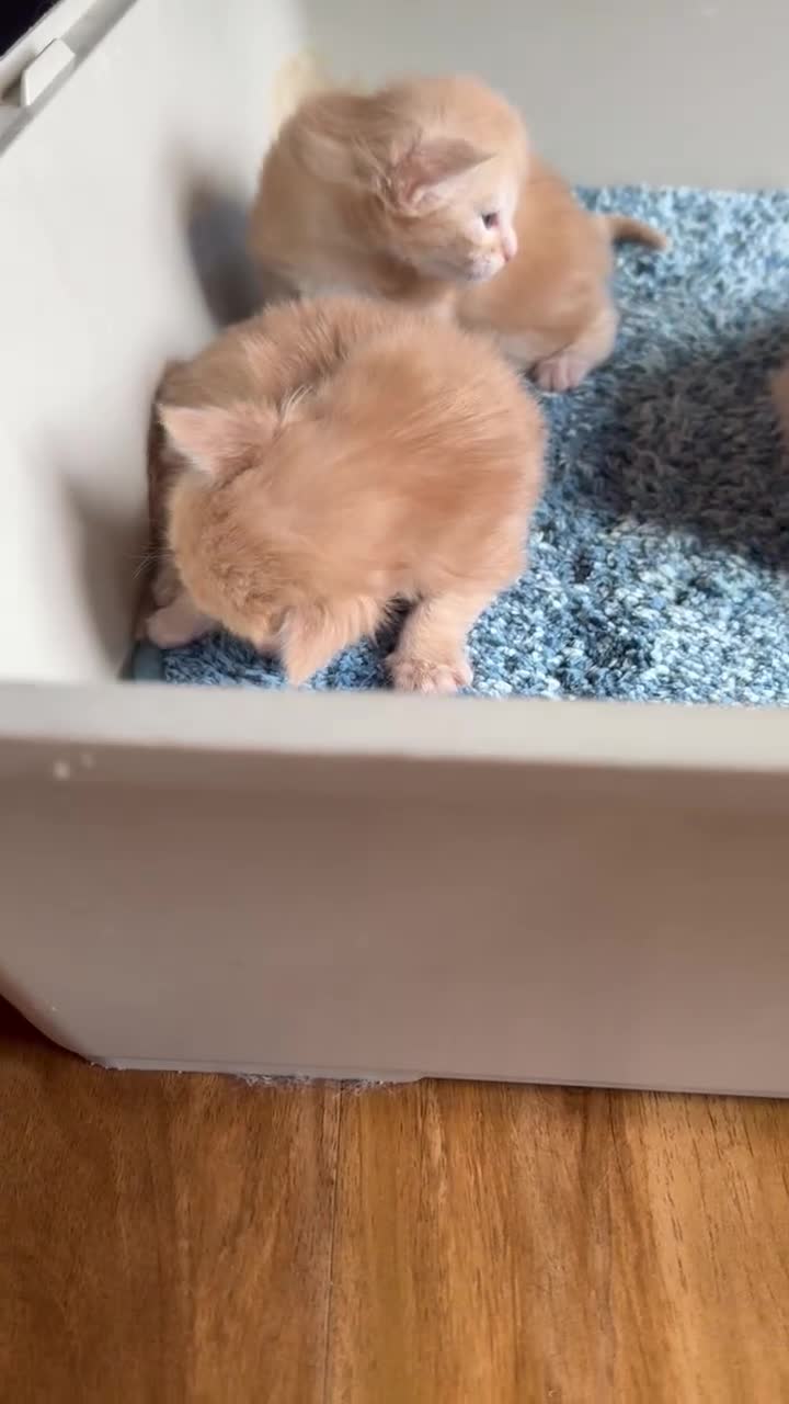 Maine Coon cats for sale: Maine Coon Kittens  - Video 3