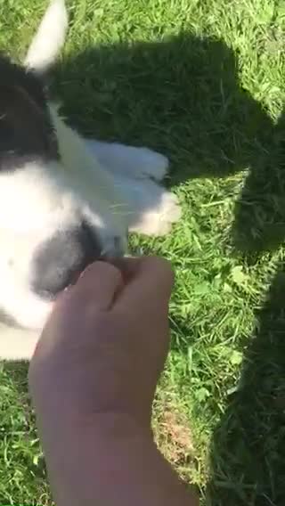 Saint Bernard dogs for sale: Rough Coated Pure St. Bernards - Video 1