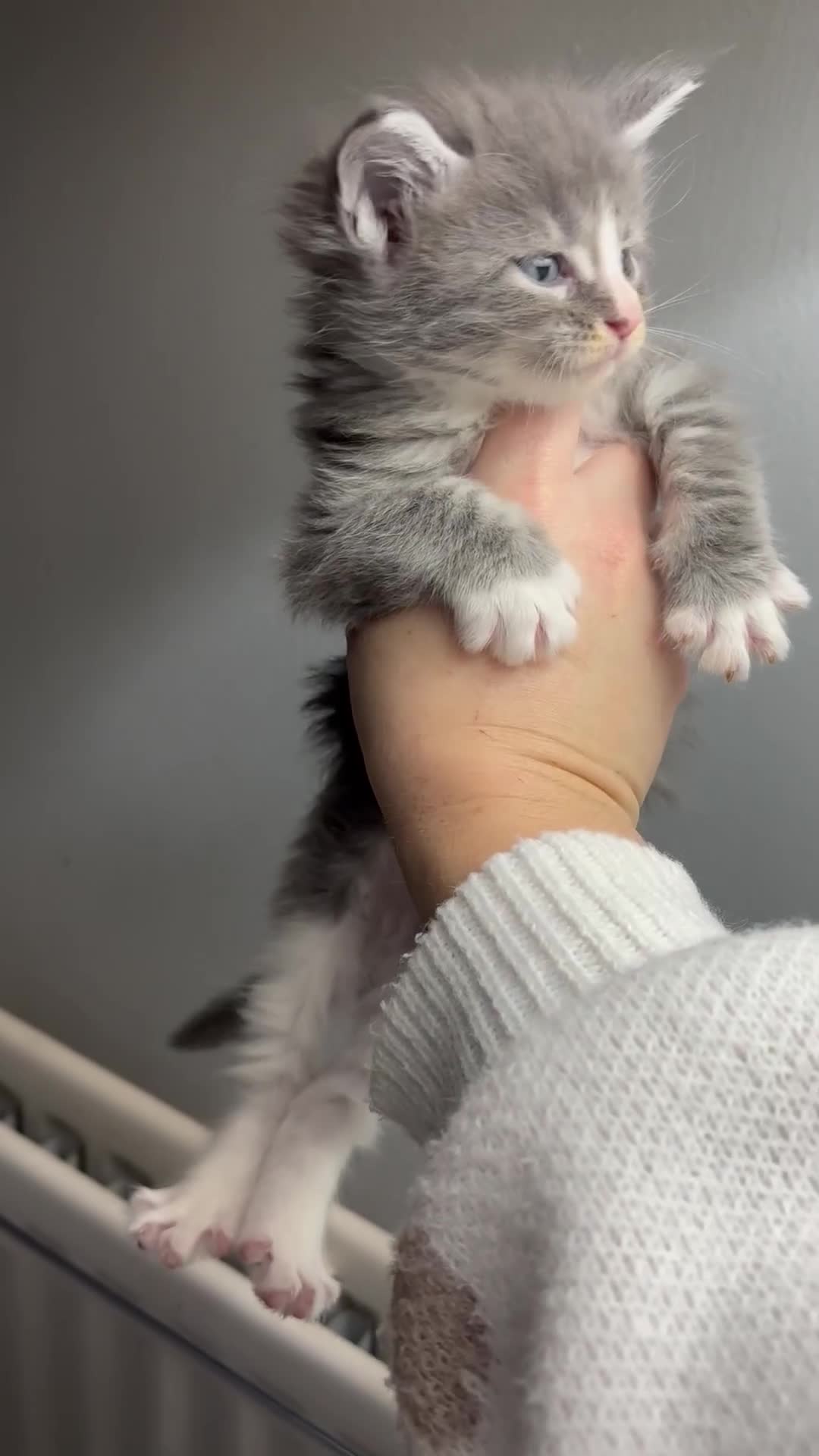 Maine Coon cats for sale: Beautiful RARE coloured Maine Coons - Video 2