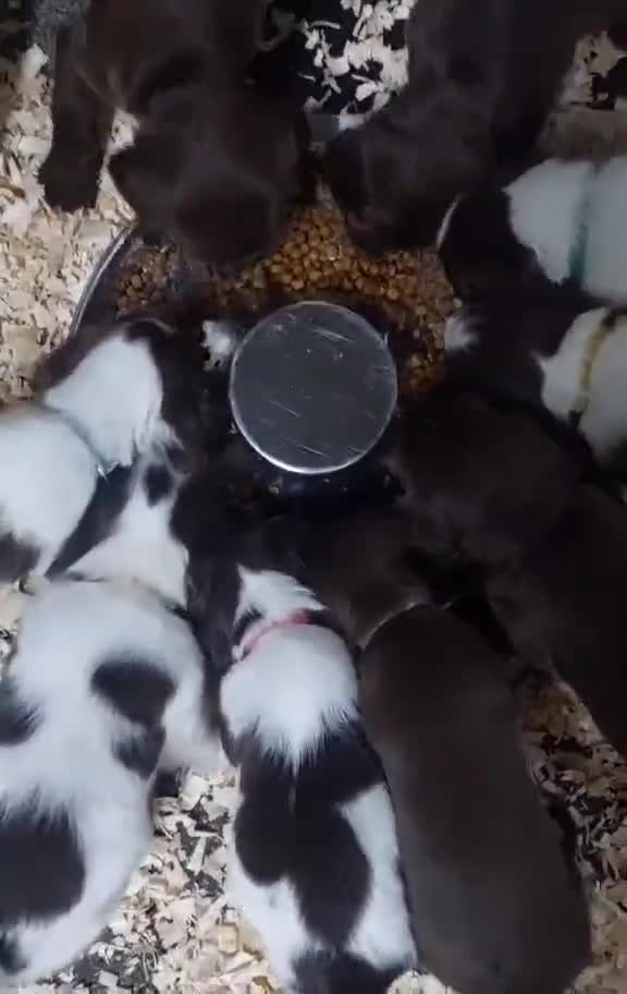 Sprocker dogs for sale: Sprocker ( Springer x Cocker ) pups for sale - Video 2