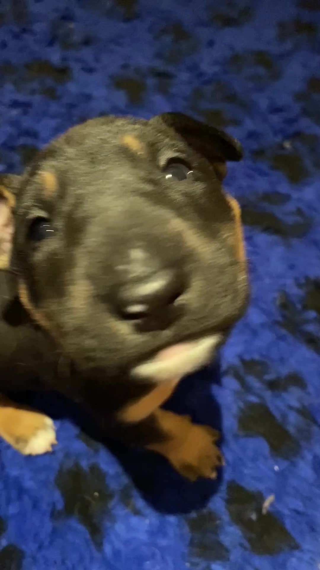 English Bull Terrier dogs for sale: Two female pups for sale - Video 2