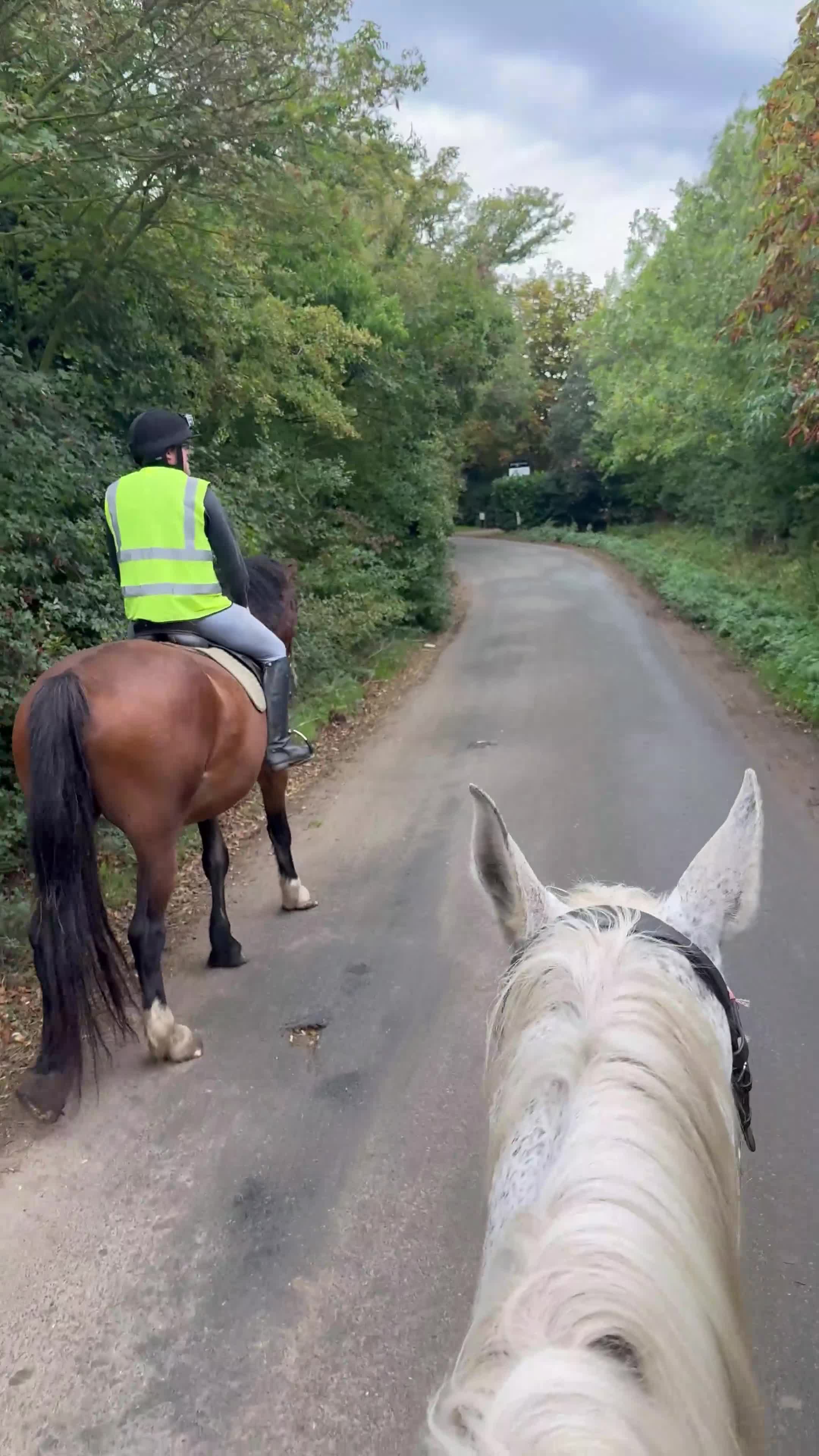 Shire horses for sale: 18.2hh 16yr old TB X Shire gelding - Video 2