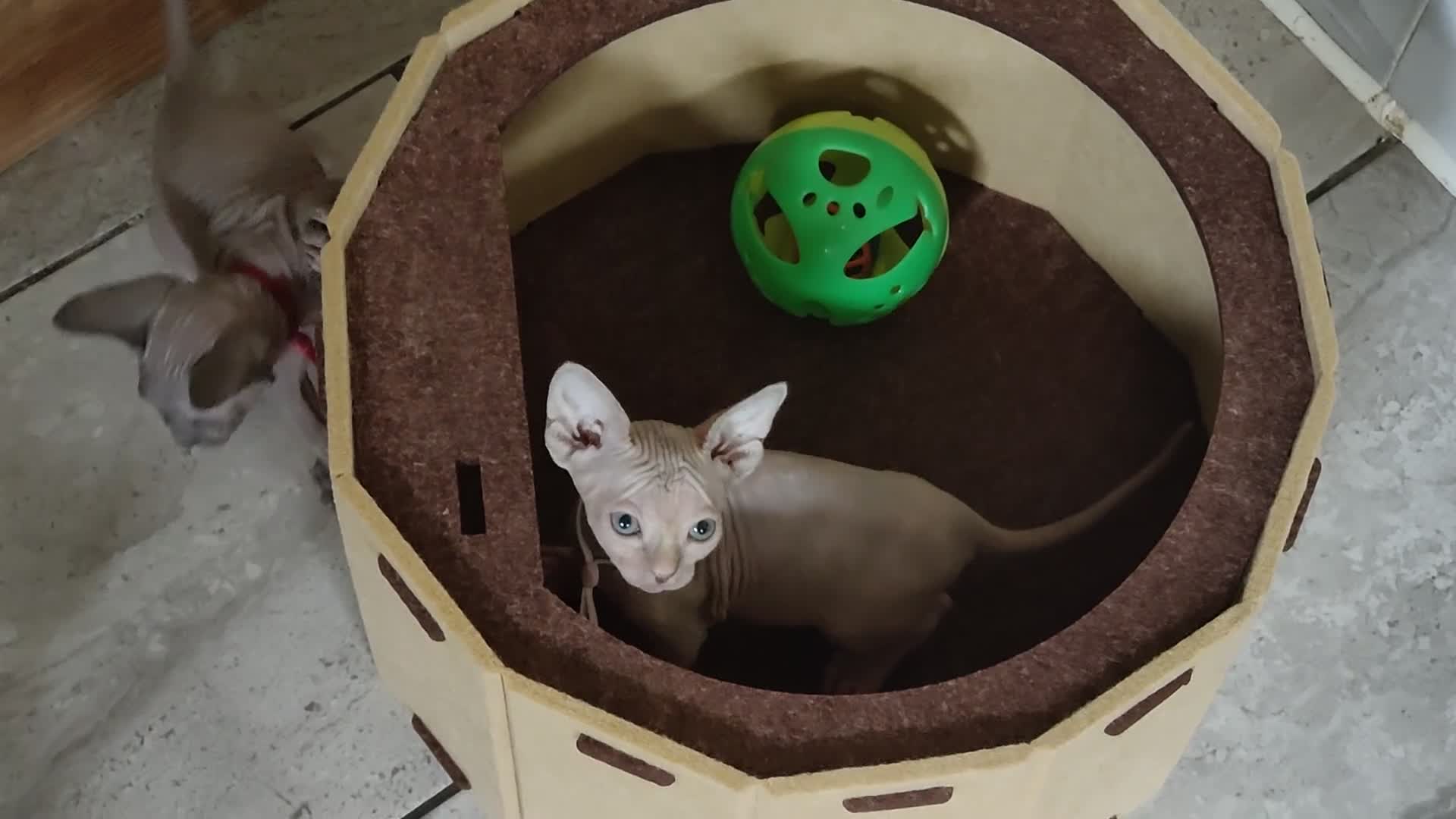 Sphynx cats for sale: Canadian Sphynx Tica registered,Blue eyes. - Video 1