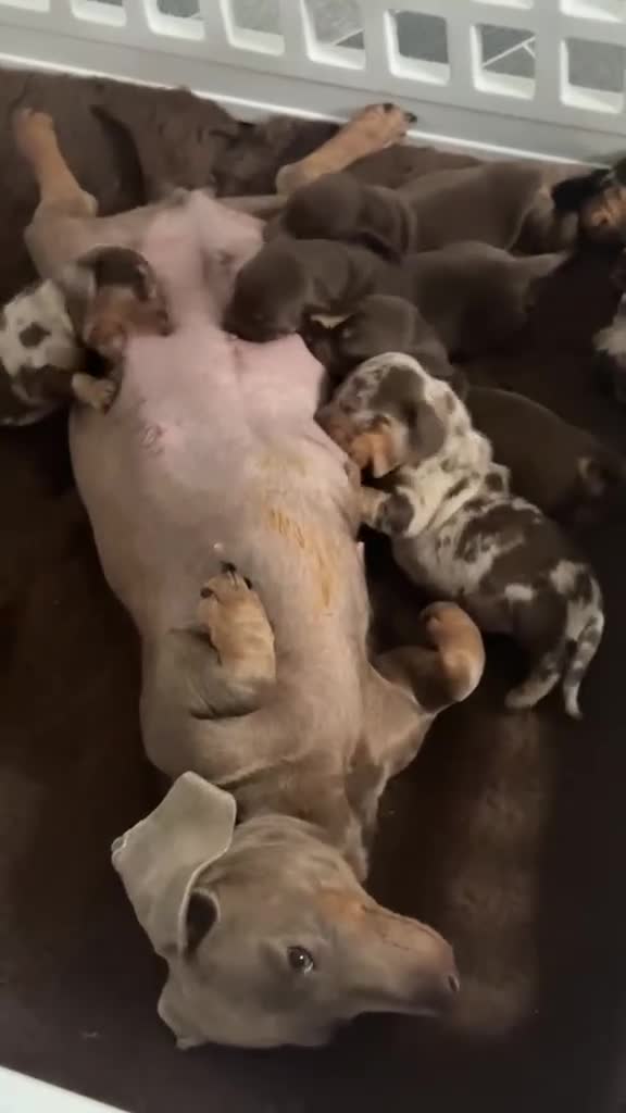 Miniature Dachshund dogs for sale: Miniature dachshunds - Video 1