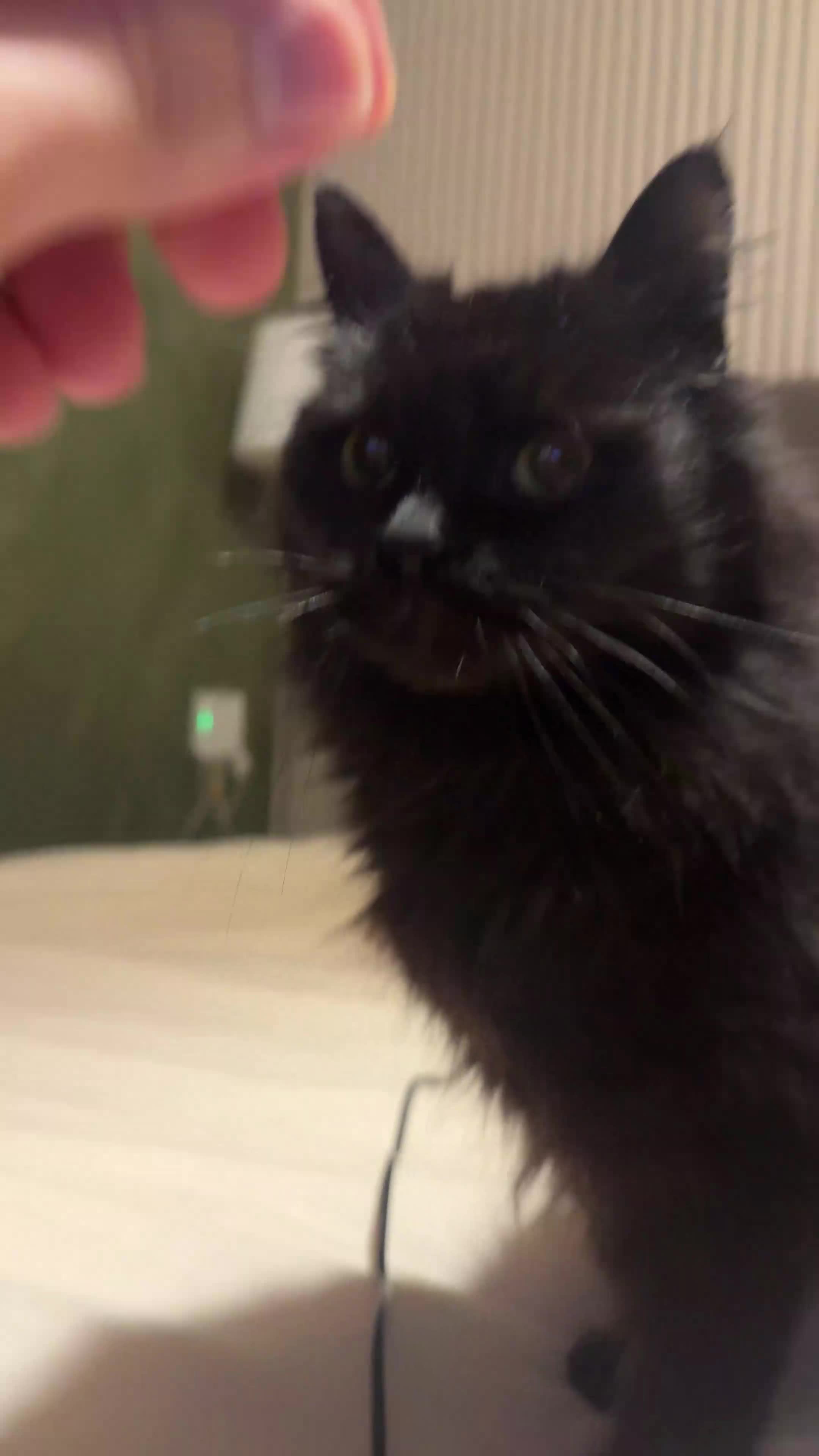 Mixed Breed cats for sale: Cuddly Black Long-Haired Cat for a Loving Home - Video 1