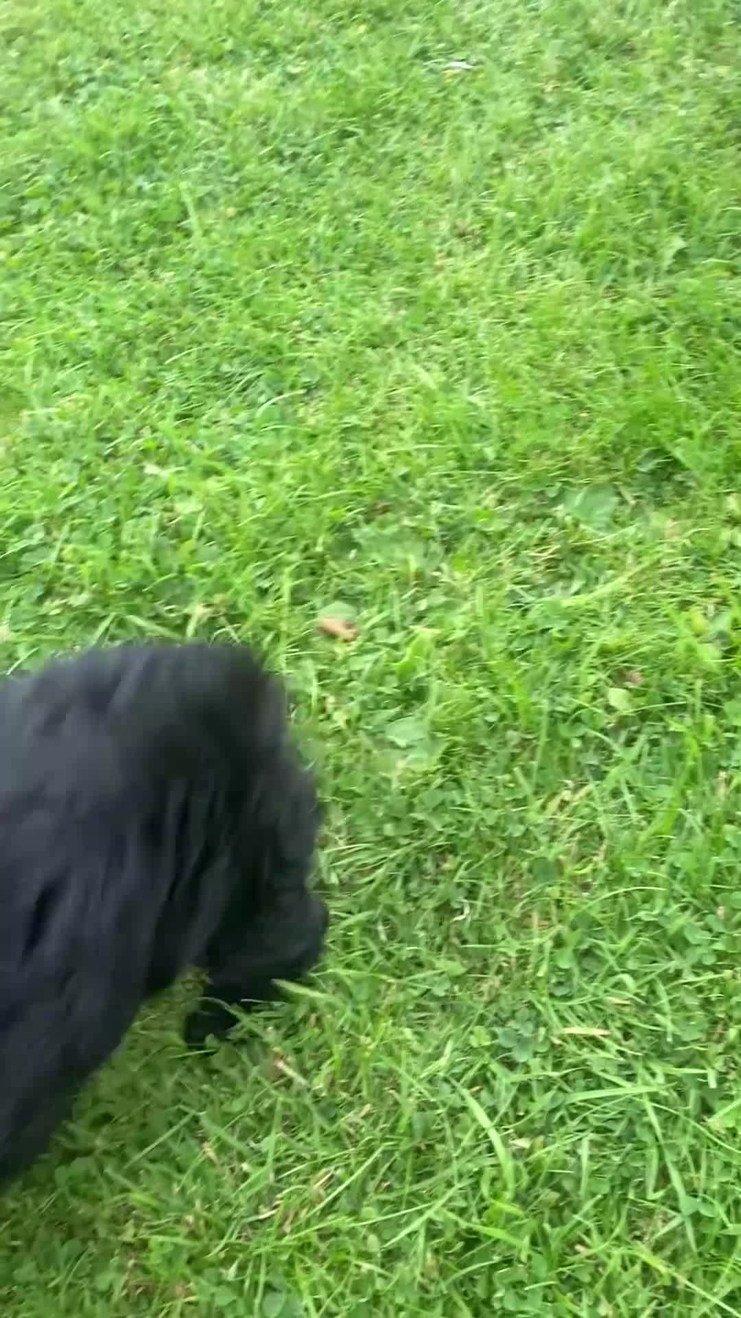 Miniature Poodle dogs for sale: Miniature poodle boy and girl,ready now. - Video 1