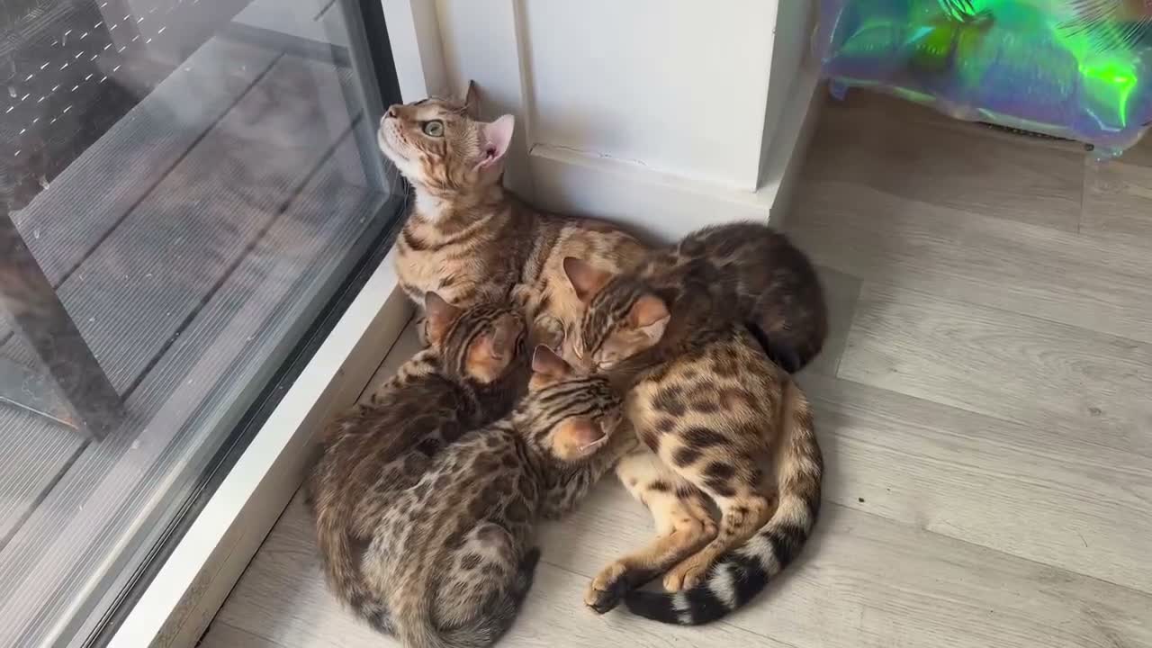 Bengal cats for sale: Top Quality Bengal Kittens (2 Boys, 1 Girl) - Video 2