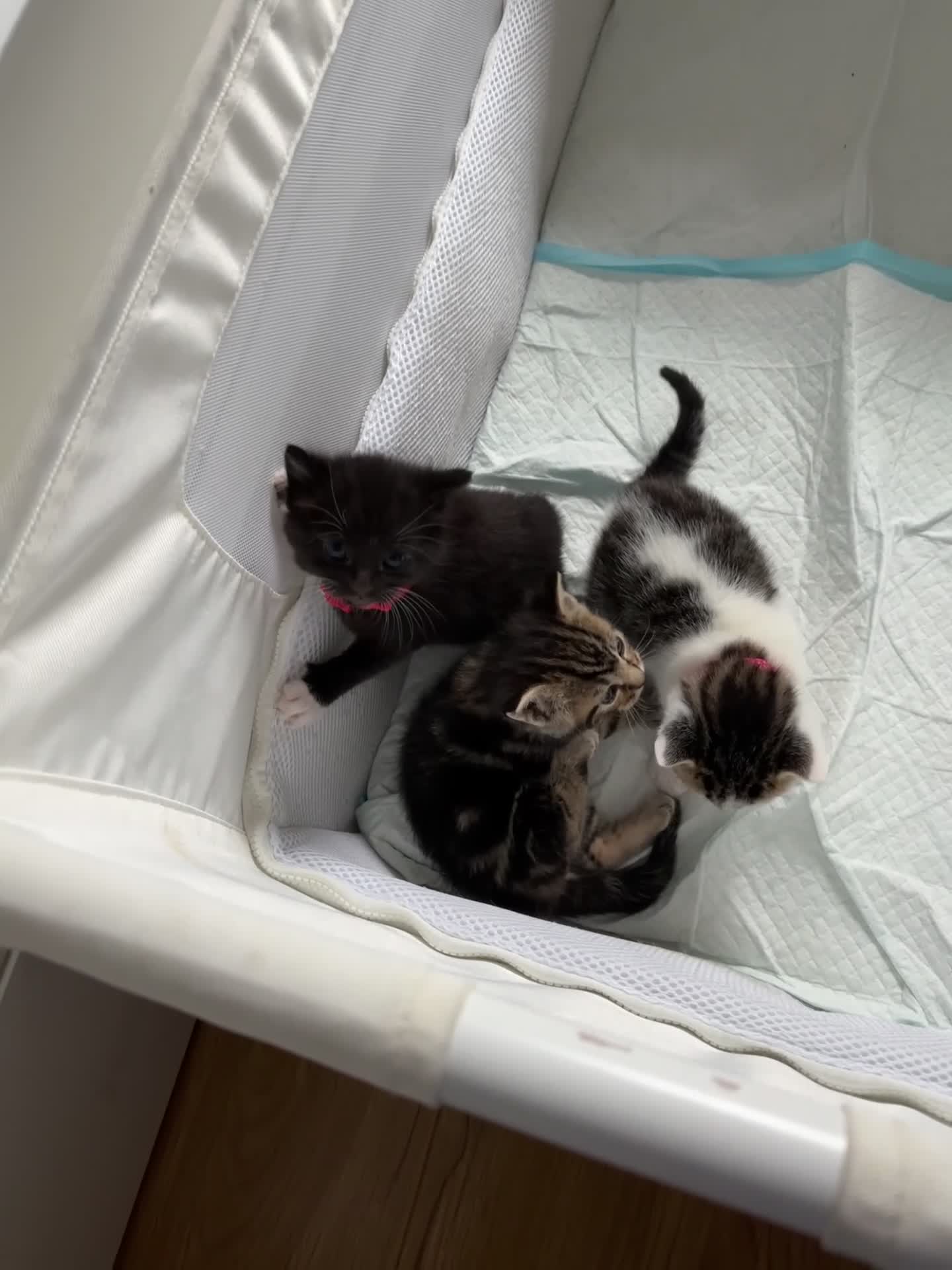 Mixed Breed cats for sale: 3 kittens for sale in Chigwell - Video 1