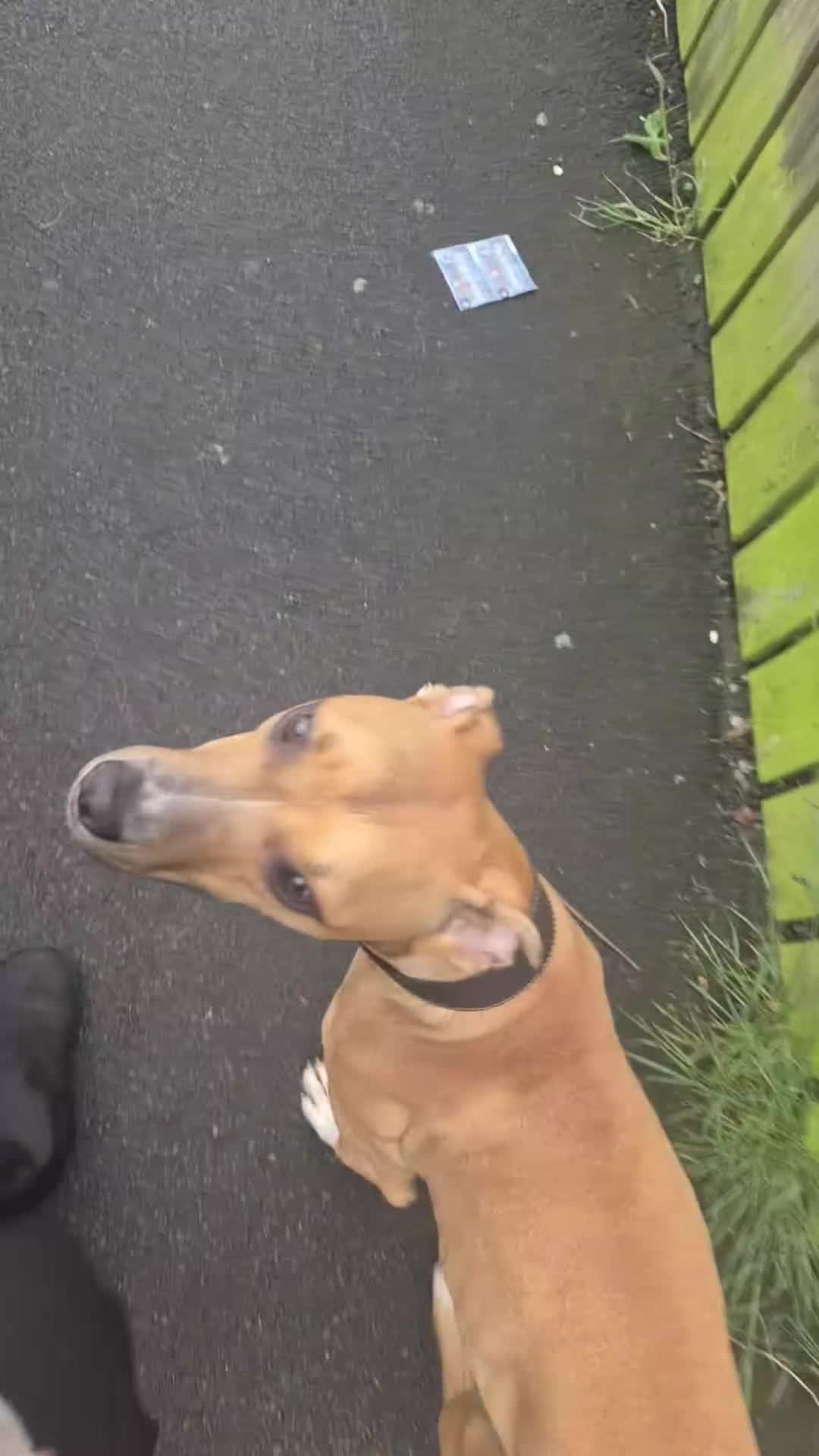 Mixed Breed dogs for sale: Xena  - Video 1