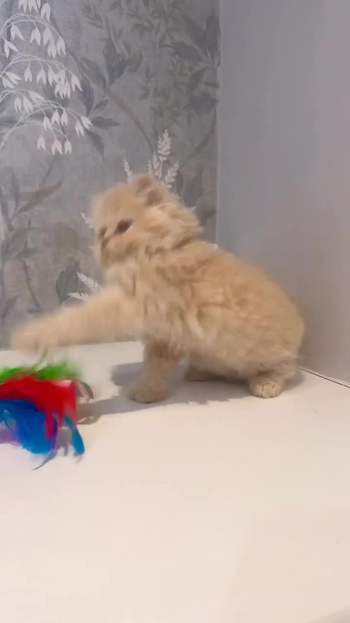 Persian cats for sale: Beautiful Long-Haired Persian Kittens - PKD neg - Video 4