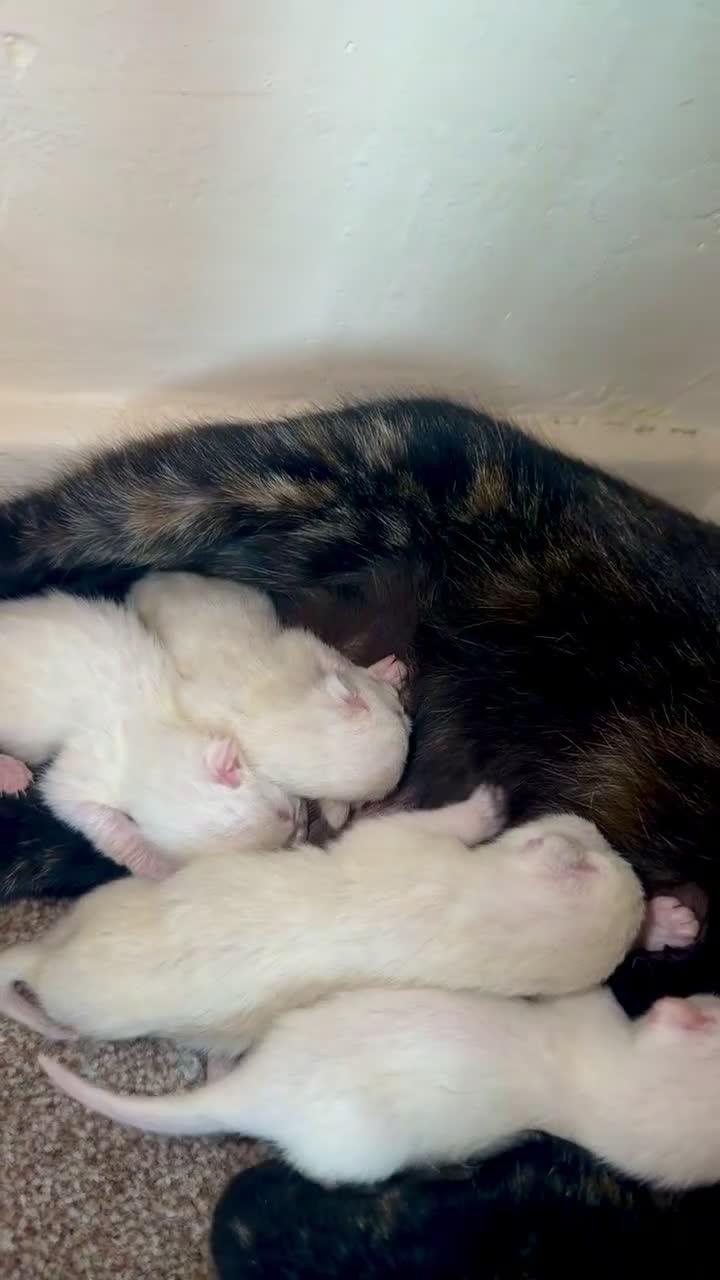 Siamese cats for sale: Beautiful Siamese Kittens🐾 in Wadebridge - Video 1