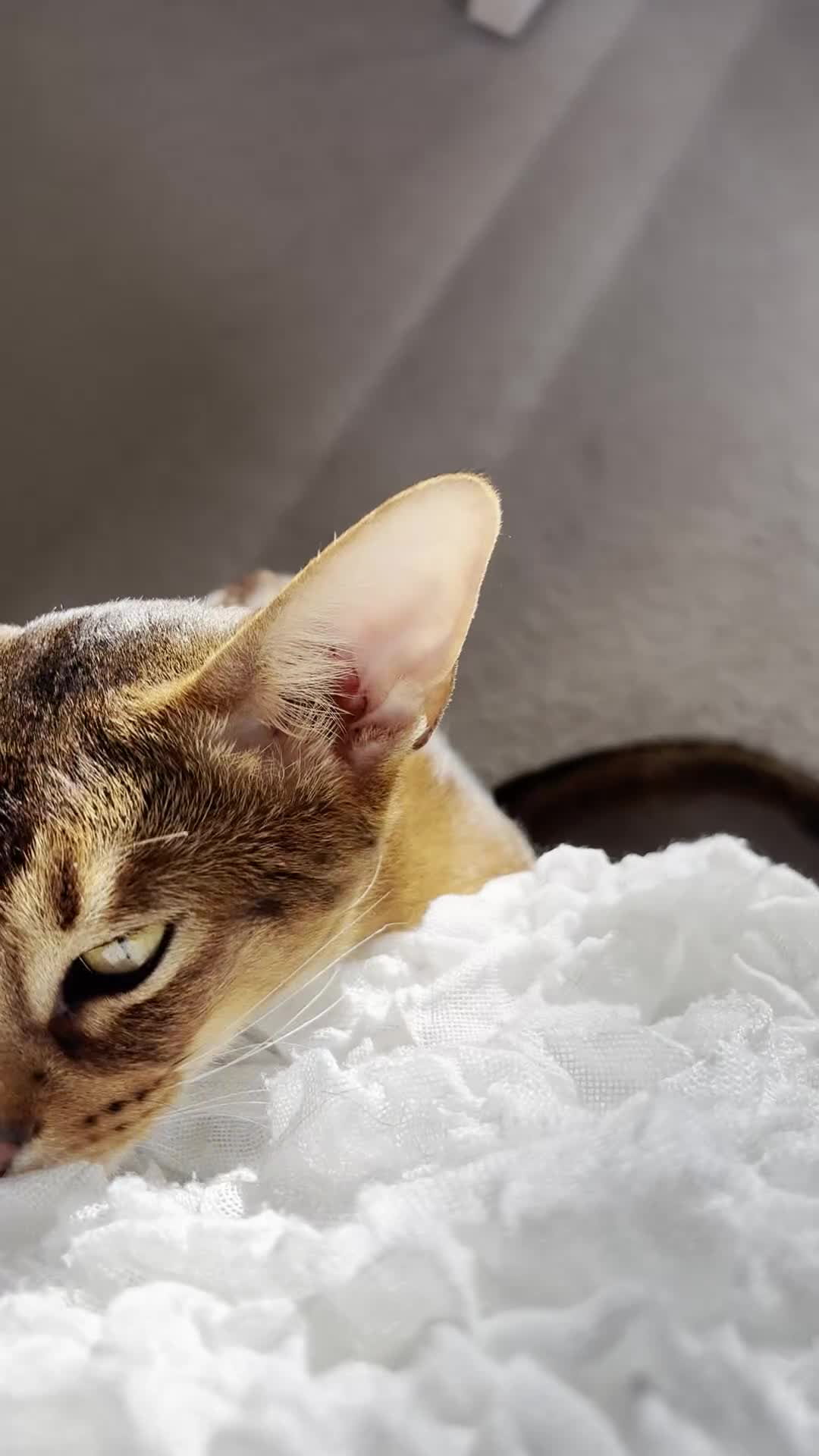 Abyssinian cats for sale: Handsome Abyssinian Boy in Stafford - Video 1