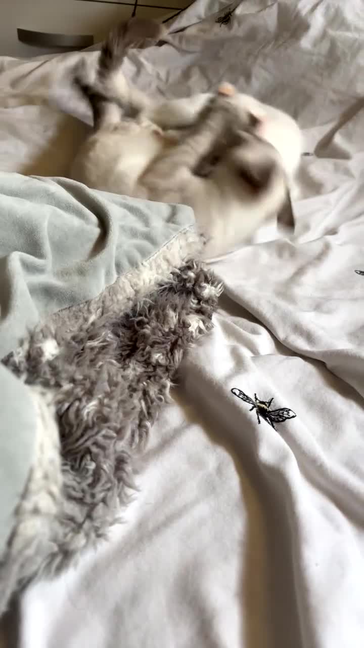 Ragdoll cats for sale: 3 Rag Cross Kittens - Video 4