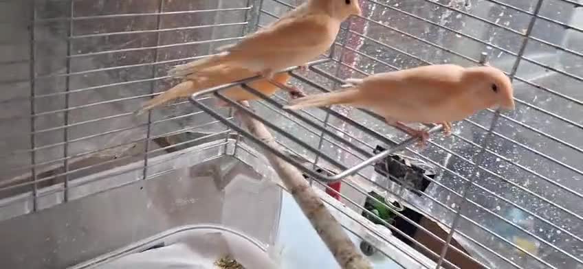 Canaries birds for sale: 3 young canaries hatched on 24.02.26 - Video 2