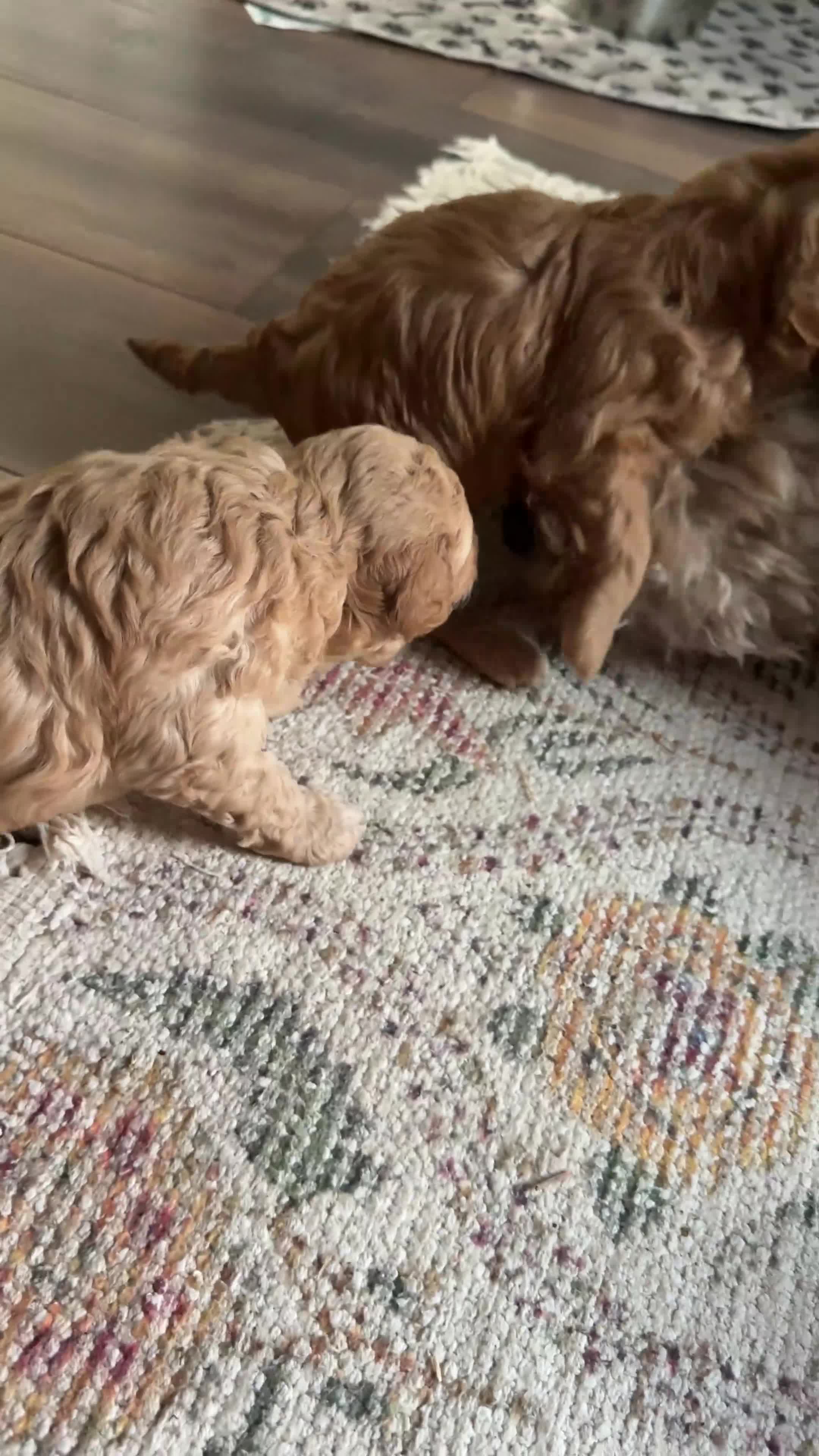 Australian Labradoodle dogs for sale: Multigenerational Australian Labradoodle  - Video 5