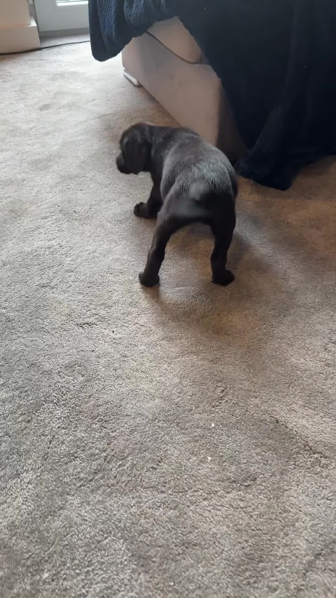 Labrador Retriever dogs for sale: UPDATED-Black Lab Boy Puppy - Video 4