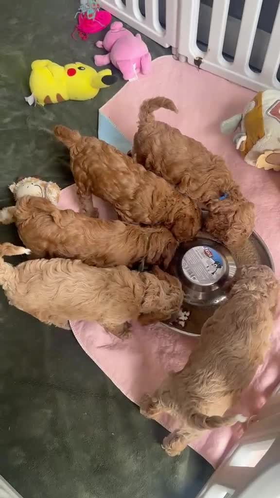 Cavapoo dogs for sale: Beautiful F1bb Cavapoo Puppies x 5 - Video 3