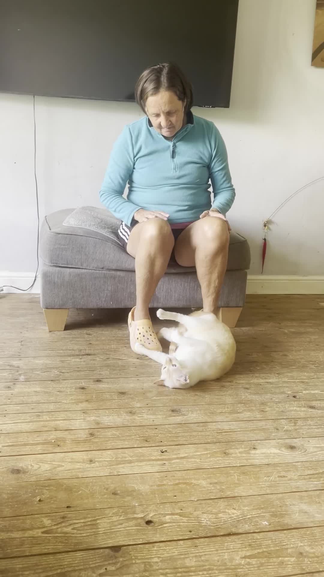 Siamese cats for sale: Ariel - Rescue Siamese - Video 2