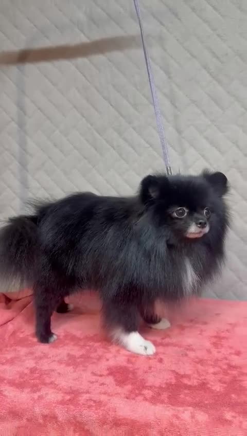 Pomeranian dogs for adoption: Missy: The Little Soul They Tried to Forget - Video 2