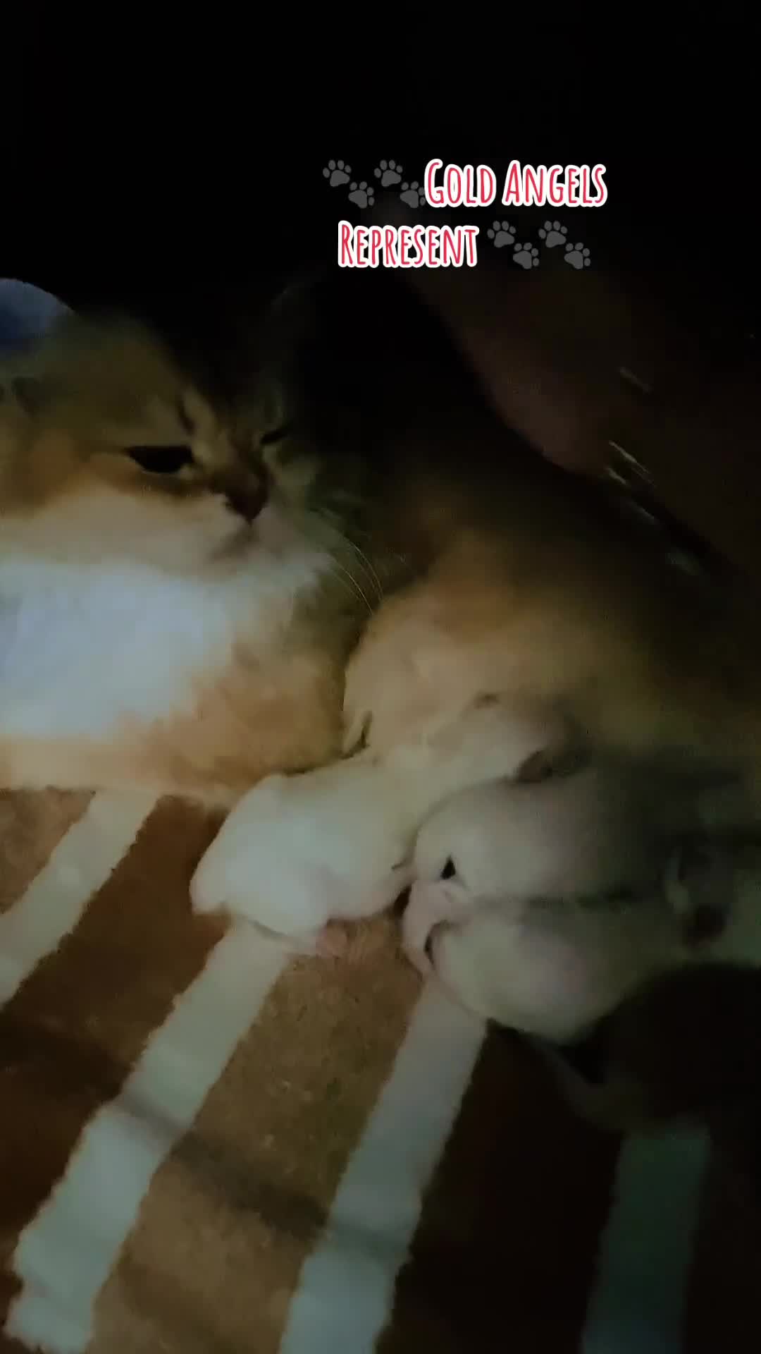 British Longhair cats for sale: 🐾🤩❤️Gold Angels - tiny stars 🐾❤️🐱 - Video 2