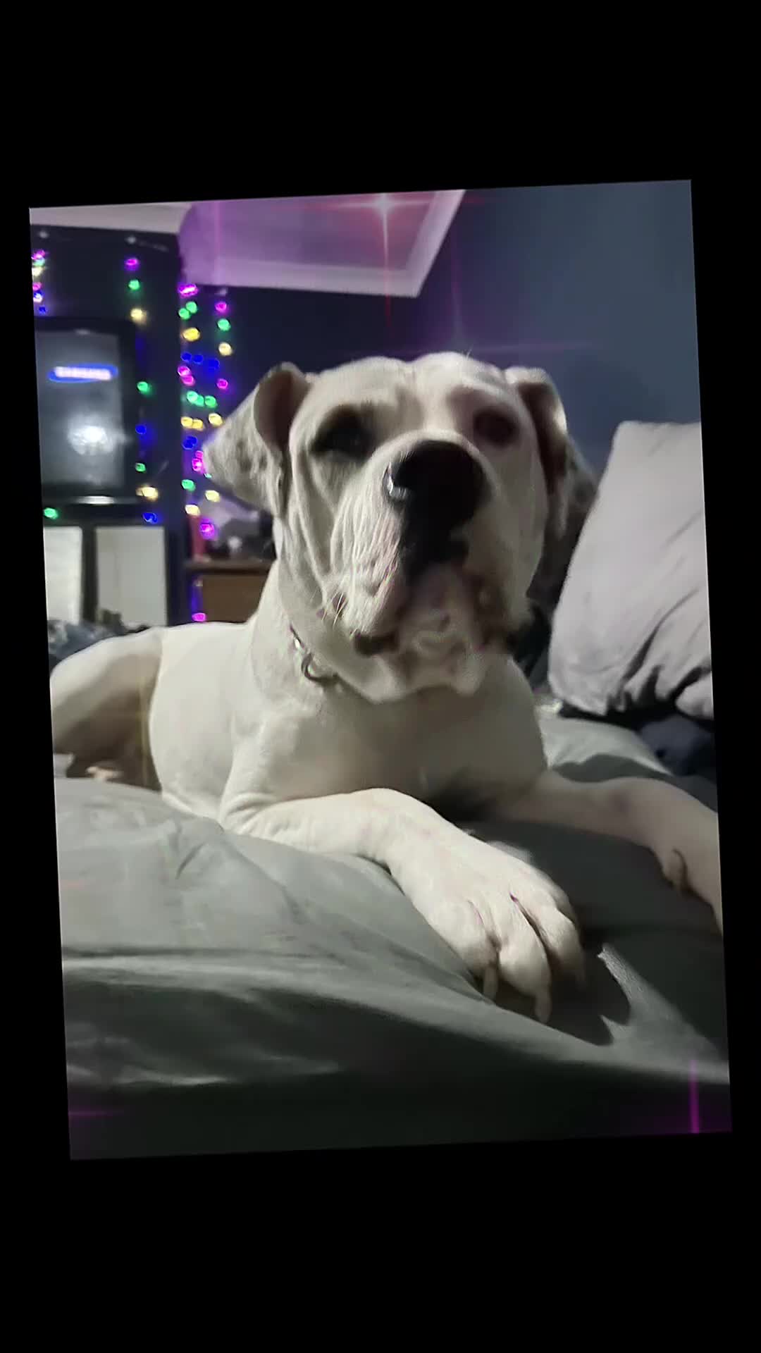 Mixed Breed dogs for sale: american bulldog cross staff - Video 1