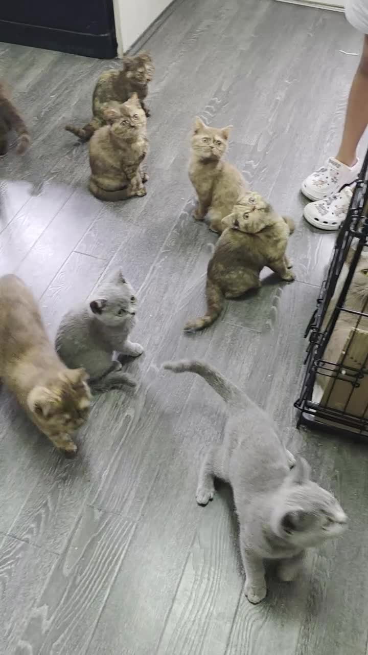 British Shorthair cats for sale: British shorthair kitten - Video 1