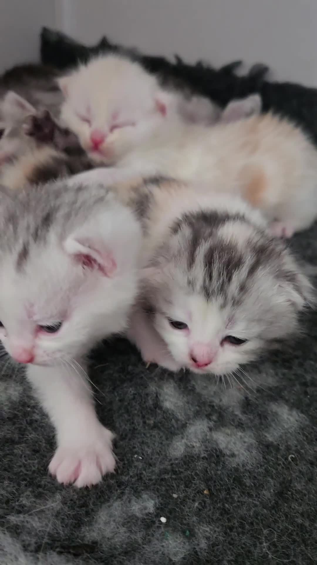 Persian cats for sale: Persian x fluffy kittens  - Video 1