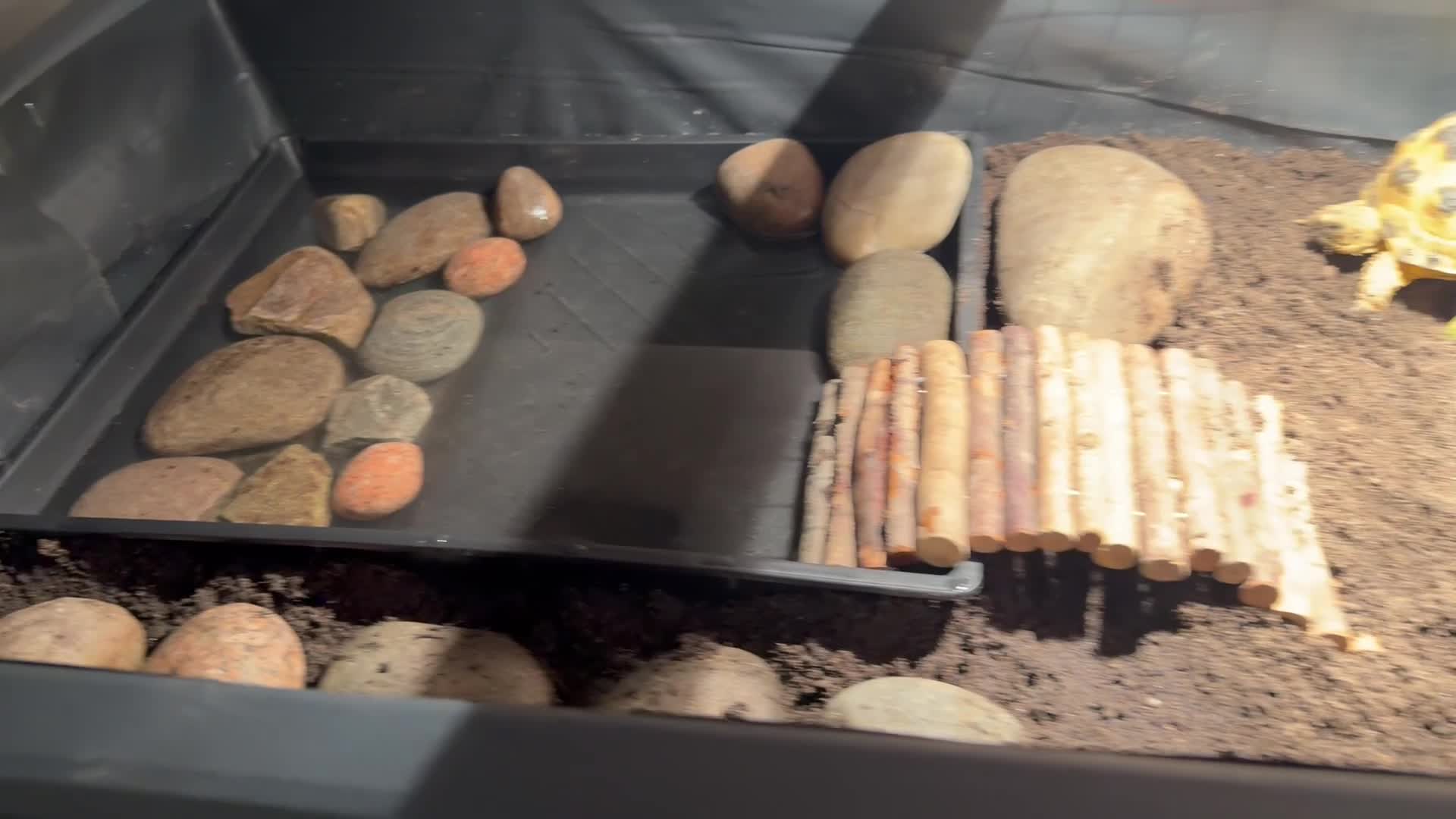 Tortoise reptiles for sale: Horsefield tortoise and setup in Wigan - Video 2