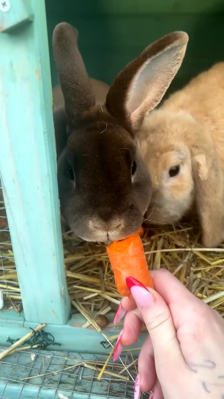 Mixed Breed rabbits for sale: Baby rabbits  in Clacton-on-Sea - Video 2