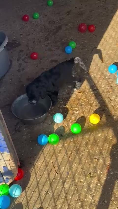 Cockapoo dogs for sale: Cockerpoo pups looking for forever homes - Video 1