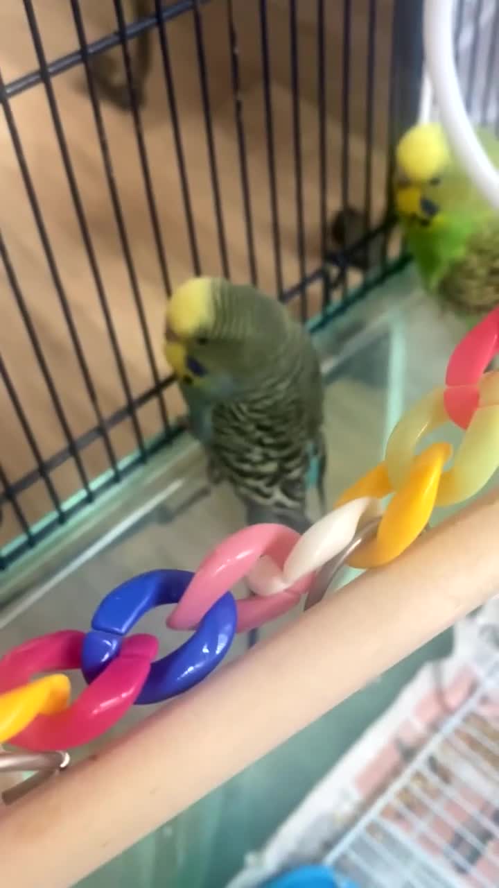 Budgerigars birds for sale: 2x Budgies with cage - Video 1