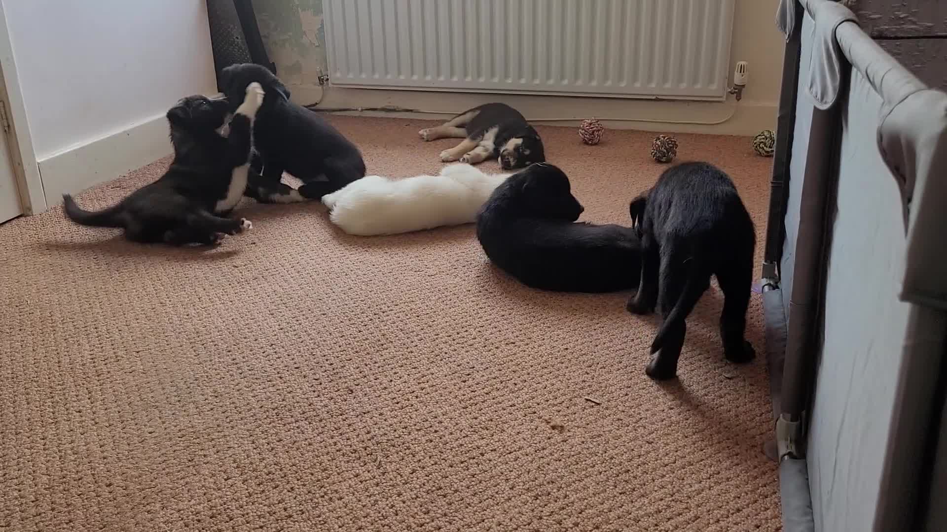 Mixed Breed dogs for sale: Husky Cross Puppies - Video 5