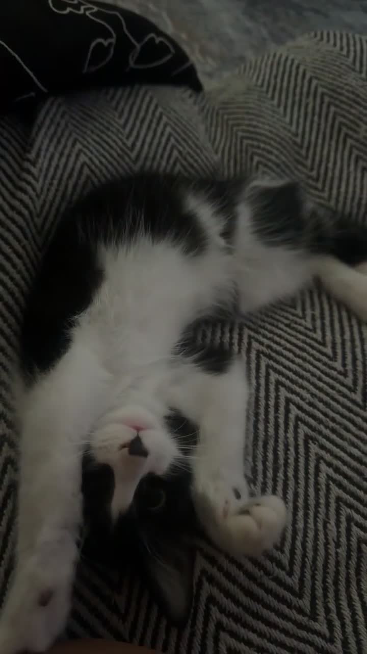 Mixed Breed cats for sale: Cute maine coone + domestic shorthair kittens - Video 1