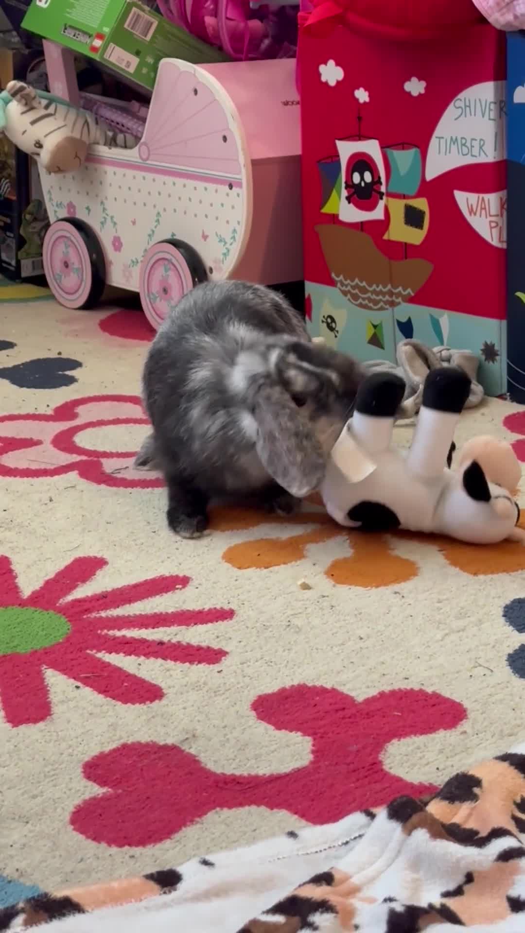 Mini Lop rabbits for sale: 8 month old lop - Video 1