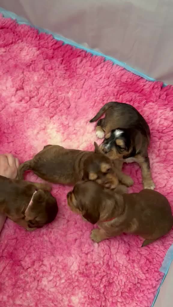 Cockapoo dogs for sale: Smooth cockapoo puppies - Video 2