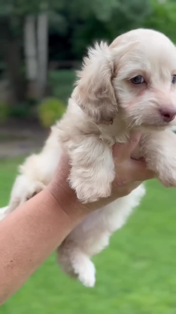 Doxiepoo dogs for sale: Adorable Doxiepoo puppies  - Video 2