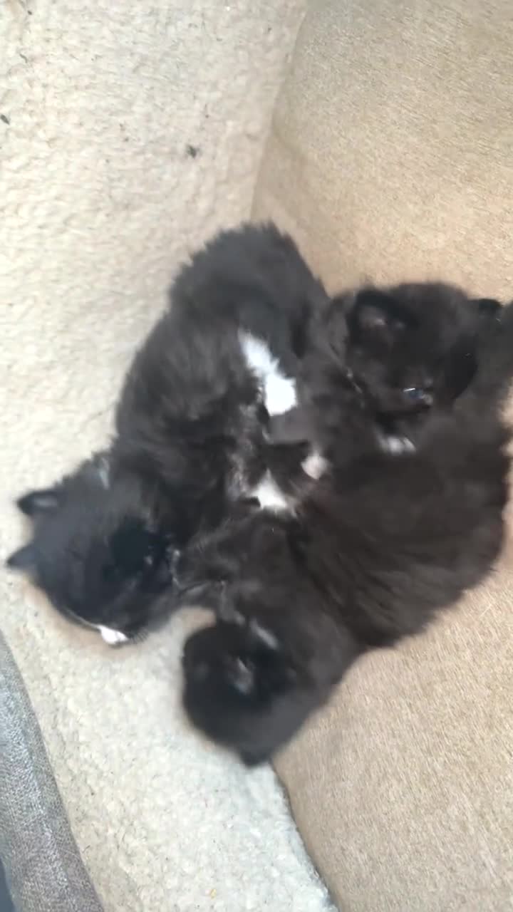 Mixed Breed cats for sale: BEAUTIFUL KITTENS FOR SALE - Video 2