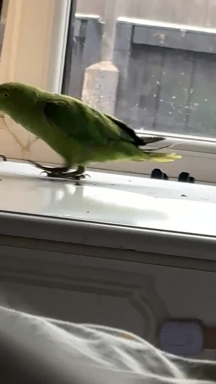 Ringnecks birds for sale: Ring neck parrot - Video 1