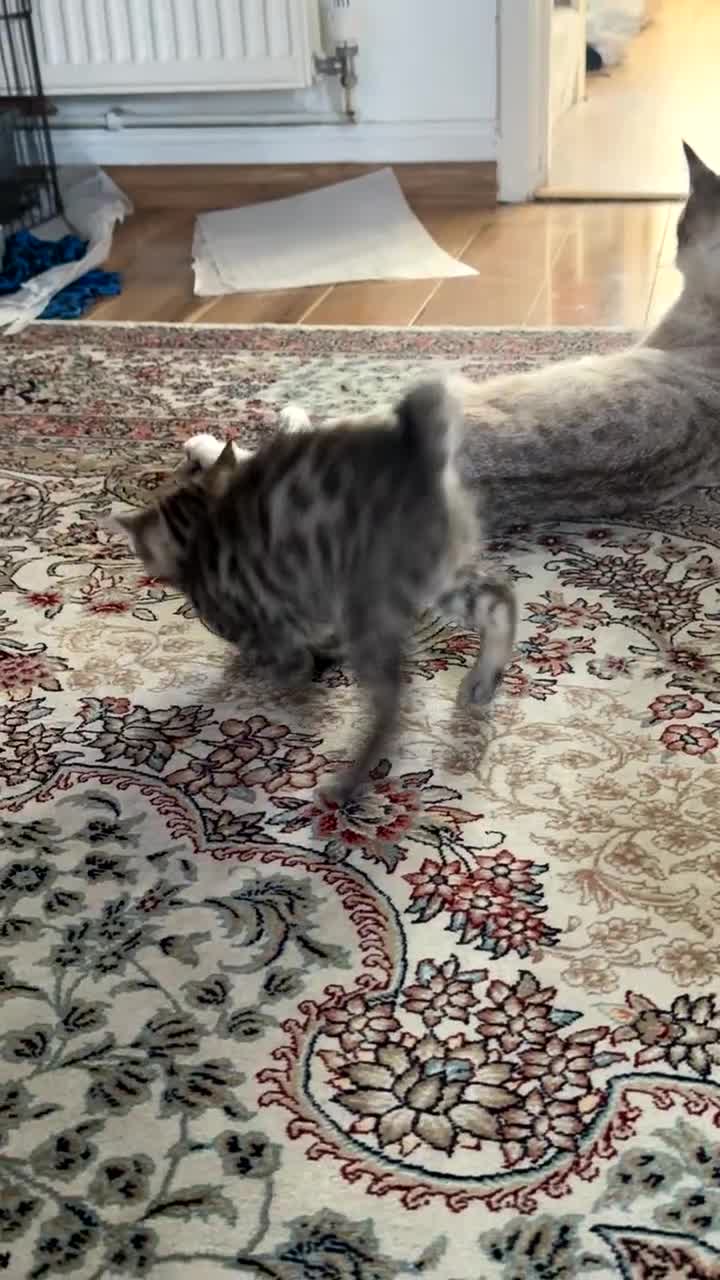 Bengal cats for sale: Bengal babies looking for a new home - Video 1