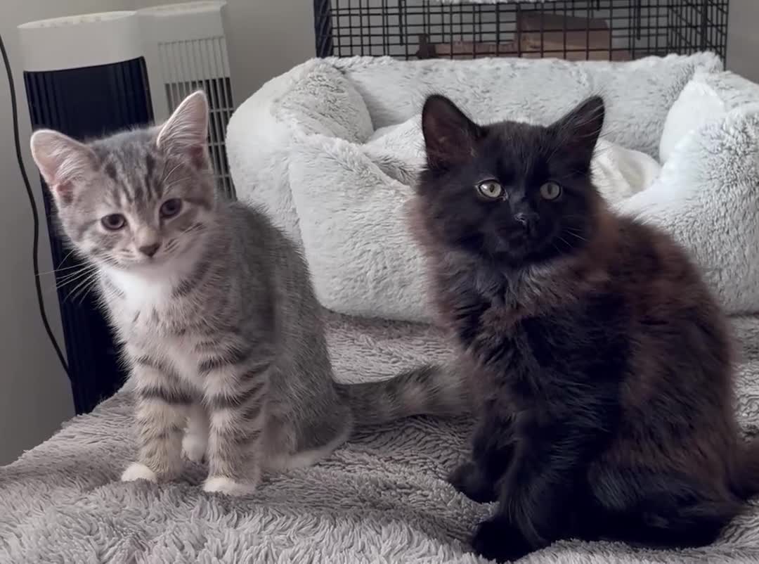 Mixed Breed cats for sale: Beautiful British Shorthair x Bengal kittens - Video 1