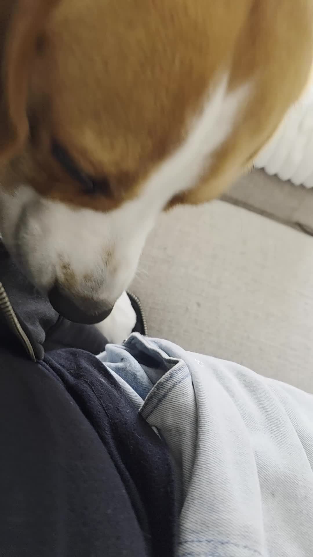 Beagle dogs for stud: Tri-Colour Beagle Available for Stud - Norwich - Video 1