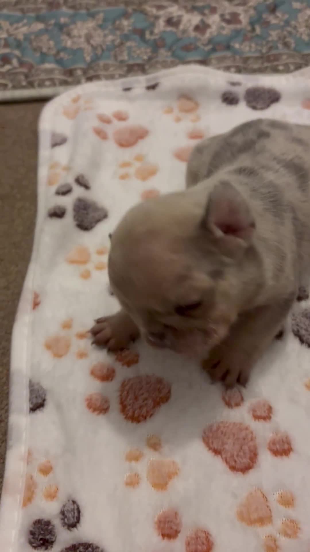 French Bulldog dogs for sale: 4 female French bulldog  - Video 2